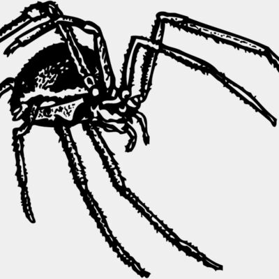 SPIDER01 Thumbnail
