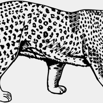 LEOPARD1 Thumbnail