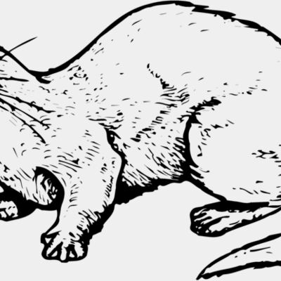 OTTER002 Thumbnail