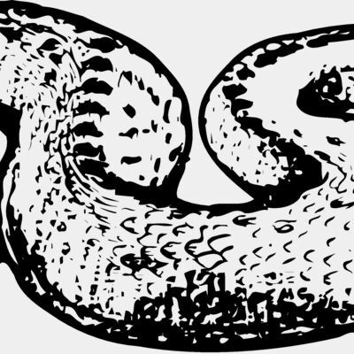 SNAKE018 Thumbnail