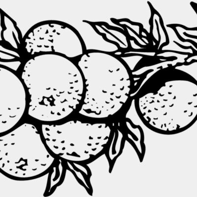 FRUIT035 Thumbnail