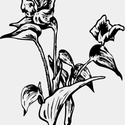 FLOWER30 Thumbnail