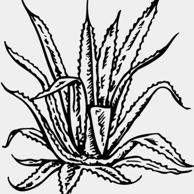 PLANT02 Thumbnail