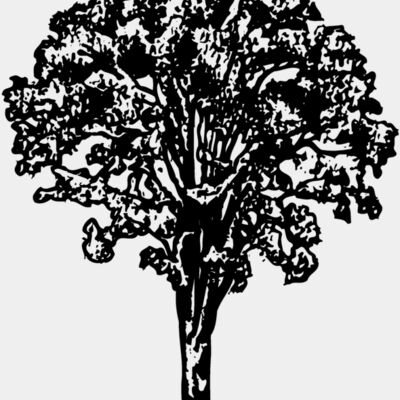 TREE0015 Thumbnail